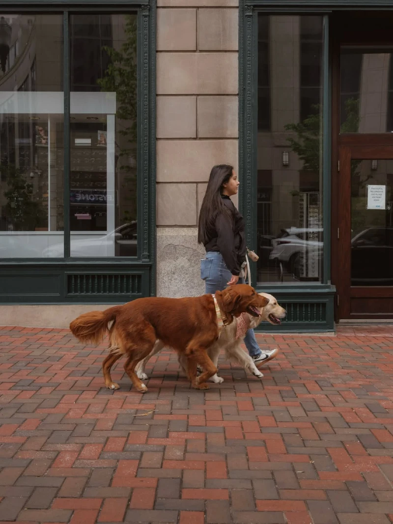 Pastel Collars and Bandanas on Synchronized Walking Retrievers