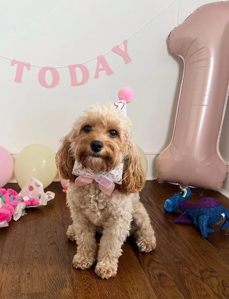 Pastel Pink Balloon Backdrop with Muted Foil Number and Scattered Plush Toys