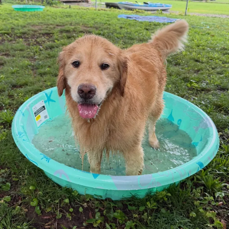 Patterned Mint Green Kiddie Pool on a Grassy Lawn