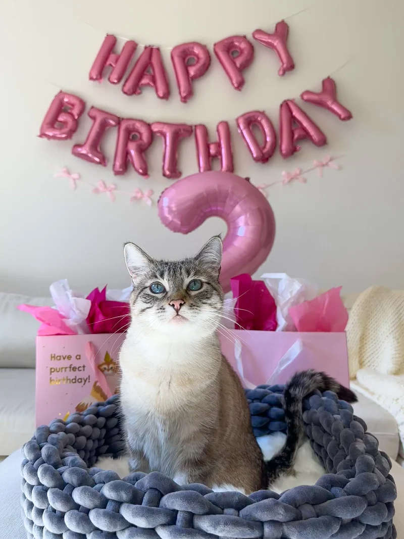 Pink Foil Mylar Letter Banner with Chunky Knit Pet Bed and Tissue Paper Gift Bag