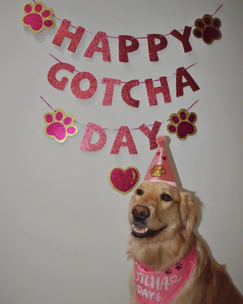 Pink Glitter Banner with Gold Paw Cutouts and Cone Party Hat