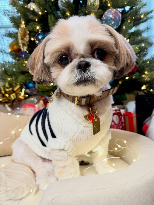 Plaid Collars And Striped Knit Sweaters