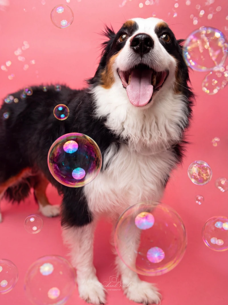 Playful Australian Shepherd Surrounded by Bubbles on a Pink Backdrop