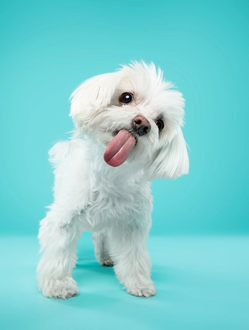 Playful White Puppy with Tongue Out on a Bright Teal Backdrop