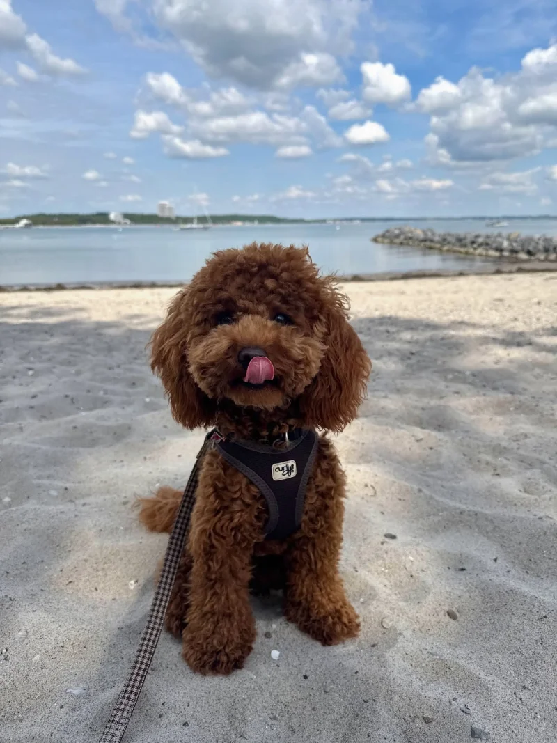 Poodle captured in a candid tongue-flick moment