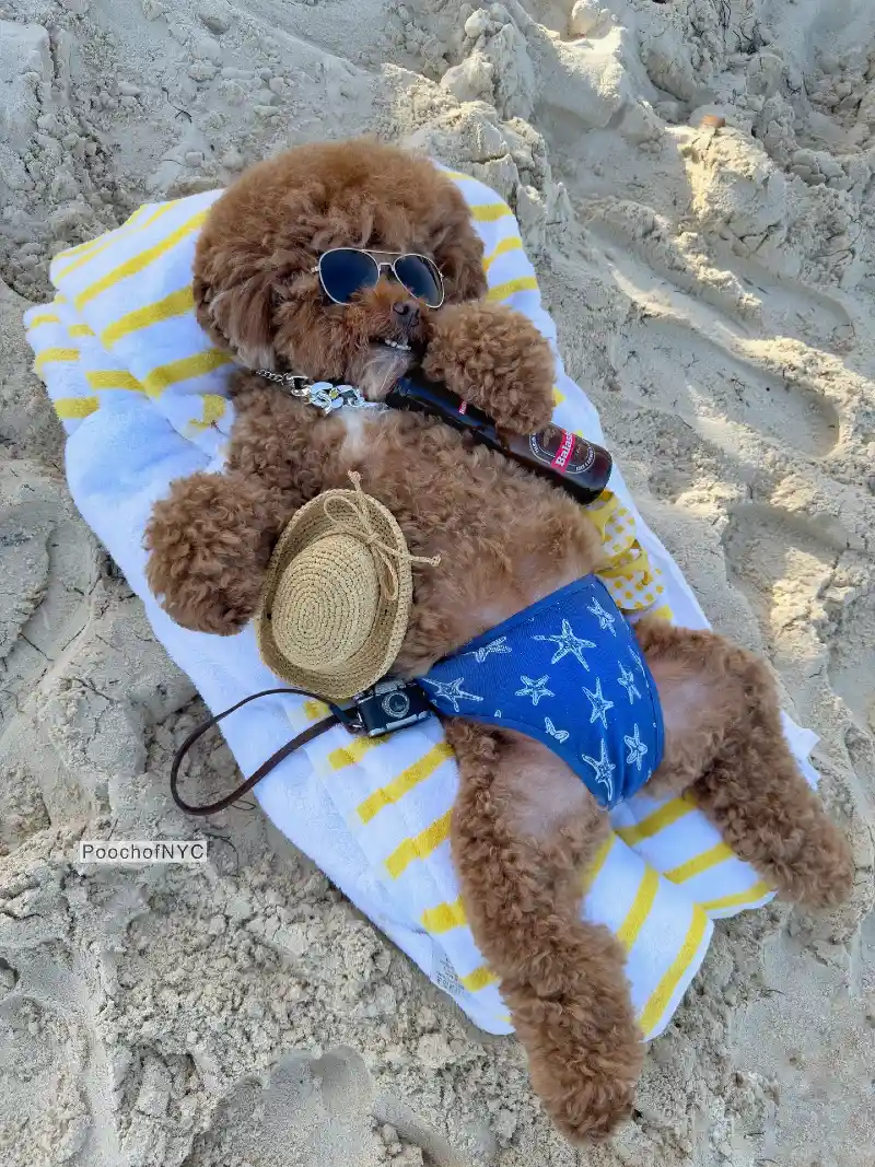 Poodle lounging in beach vacation gear
