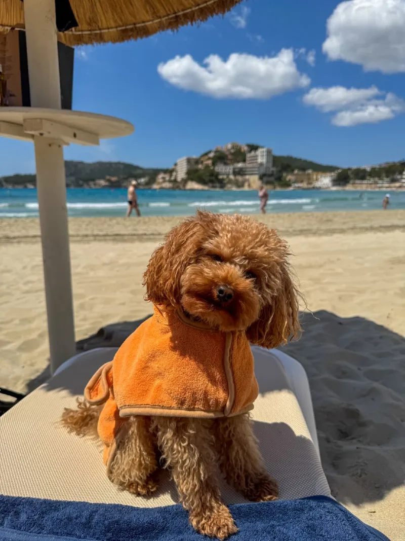 Poodle relaxing in a plush robe on a beach lounger