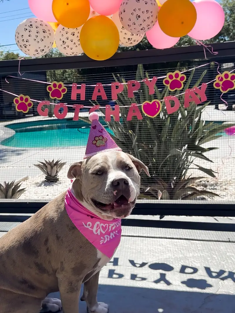 Poolside Fence Banner with Sunny Yellow Balloons and Outdoor Shadow Lettering
