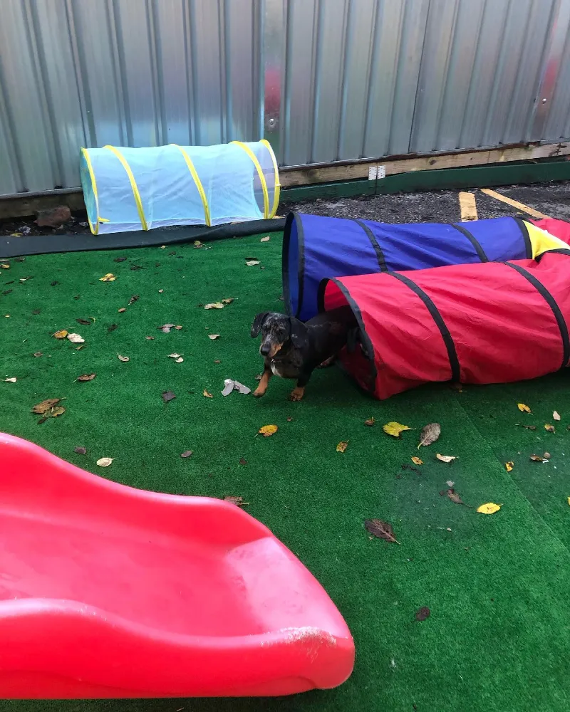 Pop-Up Agility Tunnels with Plastic Playground Slide on Turf