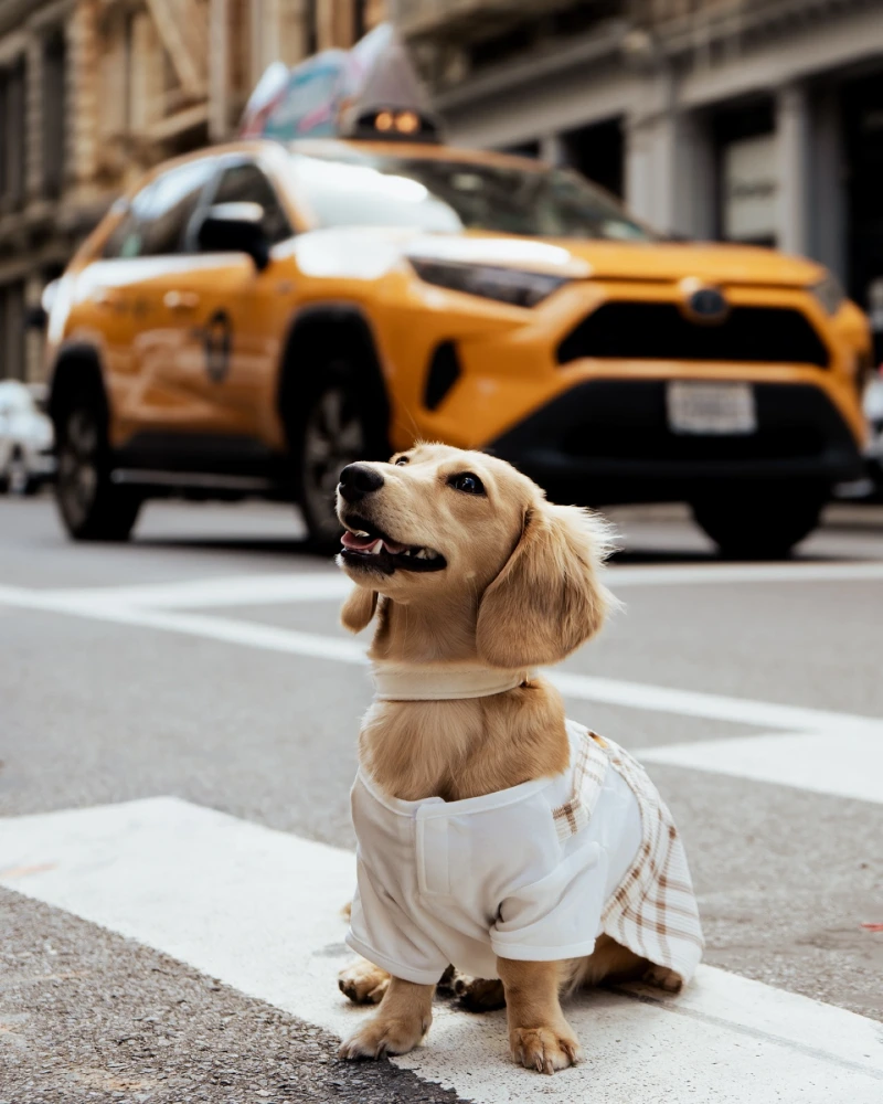 Preppy Plaid Skirt and Polo Shirt on a Cream Dachshund