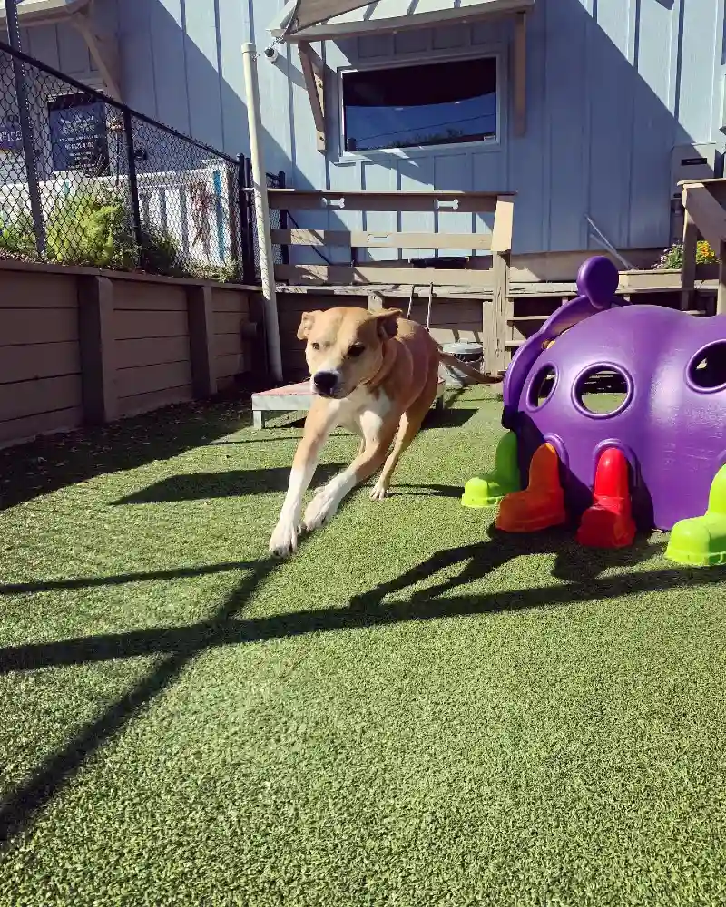 Purple Caterpillar Crawl Tunnel with Turf Play Yard