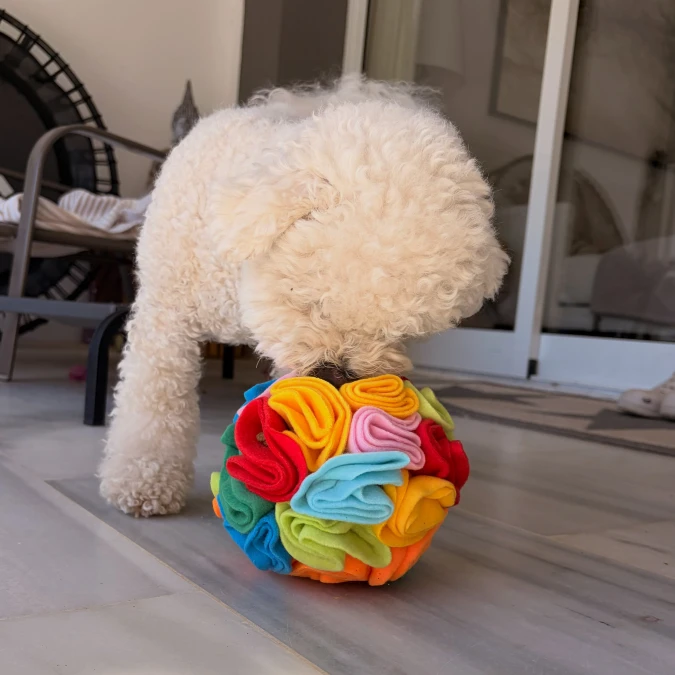 Rainbow Felt Toys on Smooth Tile Patios