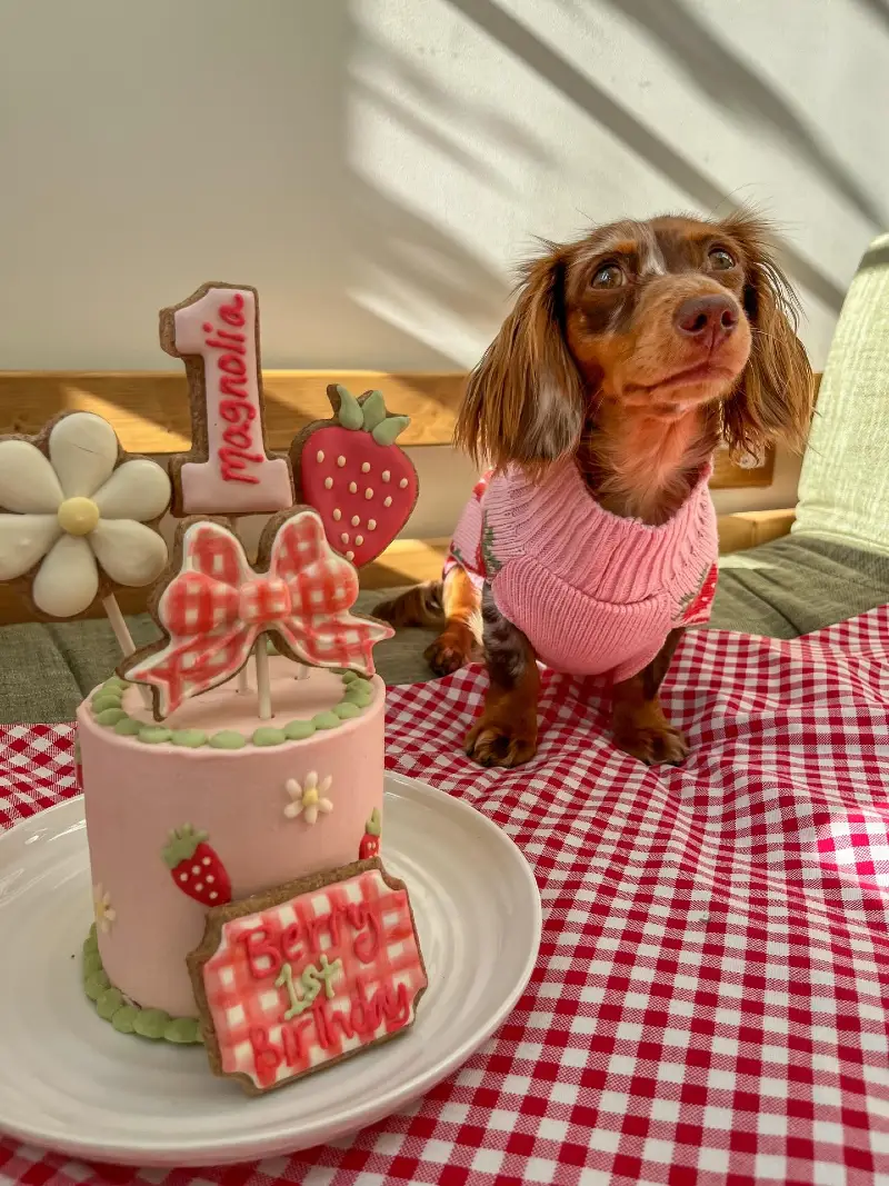 Red Gingham Throw with Sun-Dappled White Wall and Long-Haired Miniature Dachshund