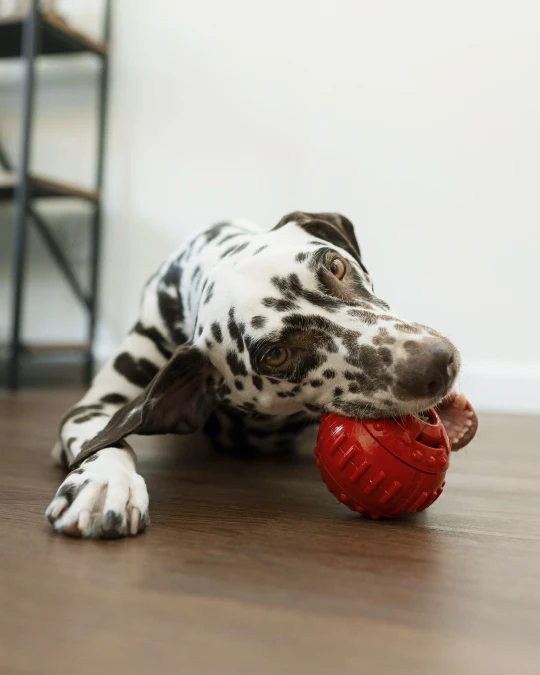 Red Statement Toys on Dark Wood Floors