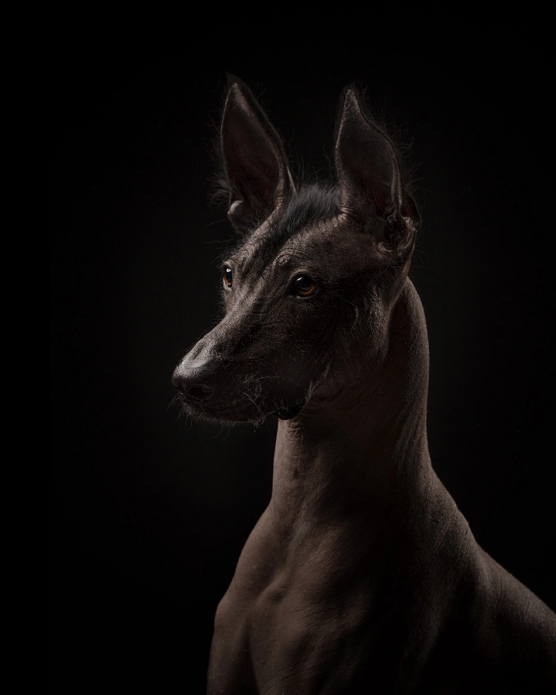 Regal Profile of a Hairless Breed on a Moody Black Background
