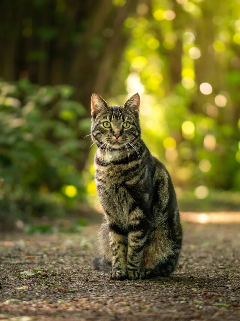 Regal Tabby Cat in Dappled Forest Light