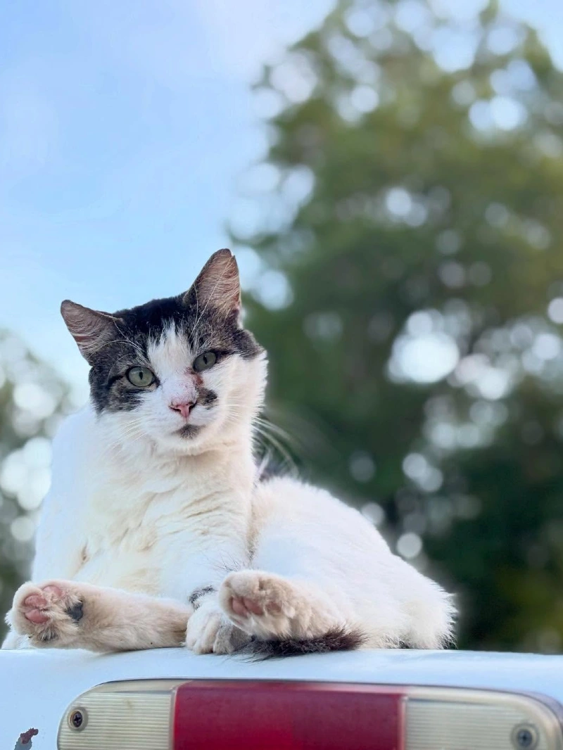 Relaxed Cat Perched High