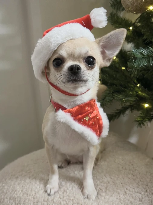 Santa Hat Close Up by the Tree