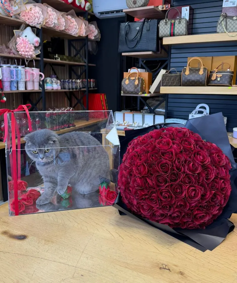 Scottish Fold in Clear Acrylic House Display with Red Rose Bouquet