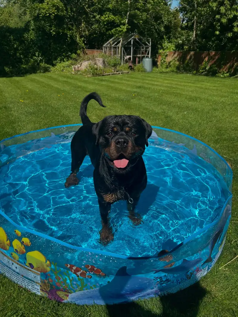 Semi-Rigid Coral Reef Snapset Pool on a Sunlit Backyard Lawn