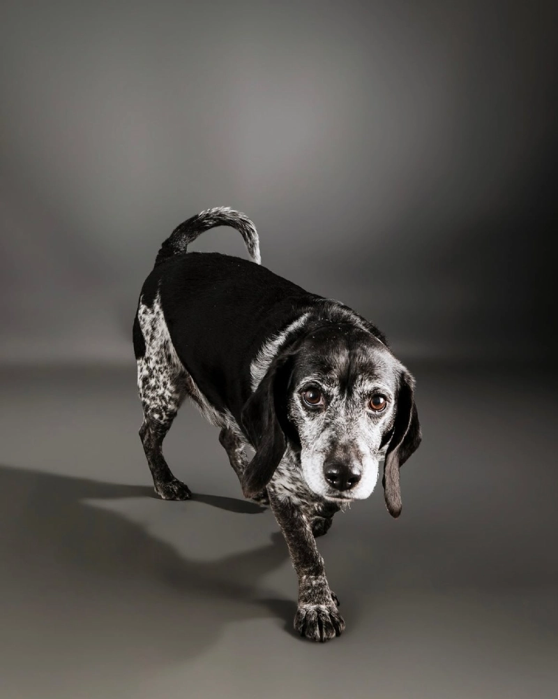 Senior Spotted Dog in a Thoughtful Stance