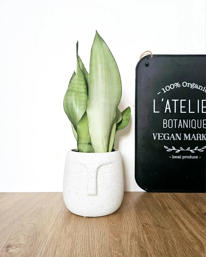 Silvery Moonshine Snake Plant in a Speckled Face Ceramic Pot Next to a Black Market Sign