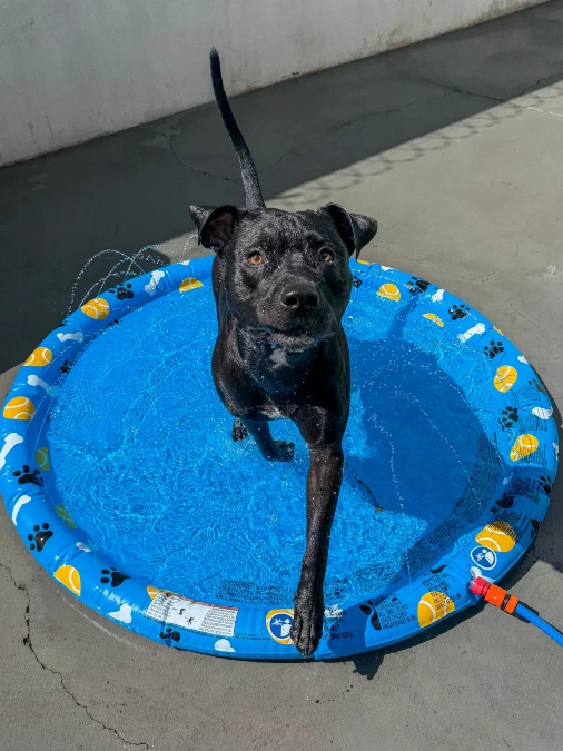Sleek Black Dog in Circular Splash Pad