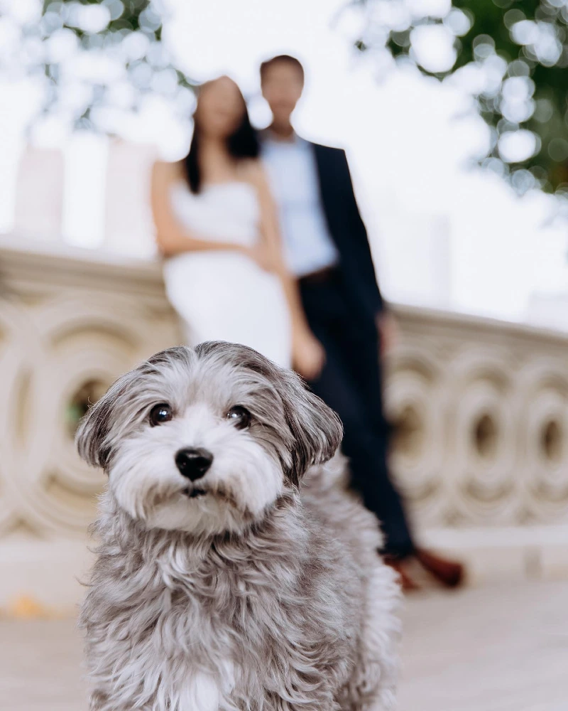 Soft Fluffy Trimmed Coat on a Grey and White Small Breed