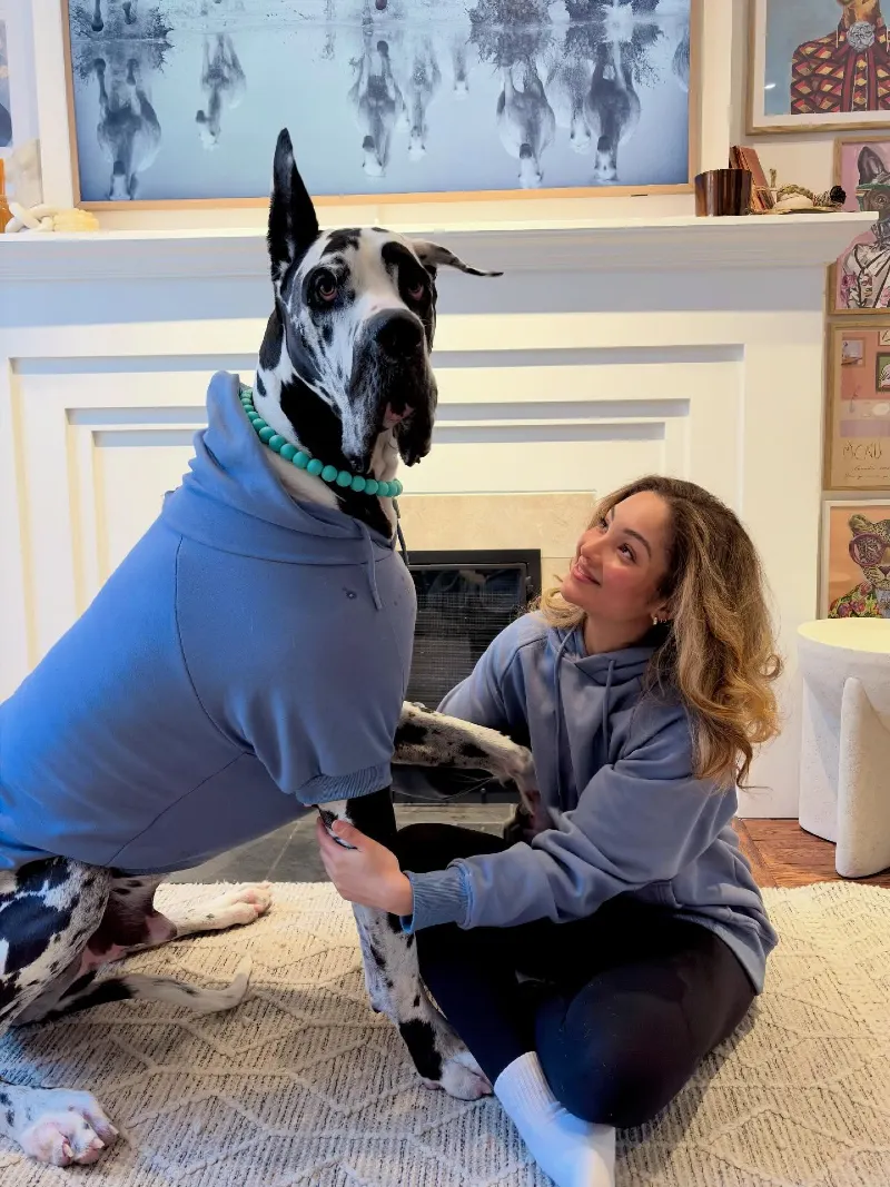 Solid Slate Blue Hoodies on a Woman and Her Harlequin Great Dane