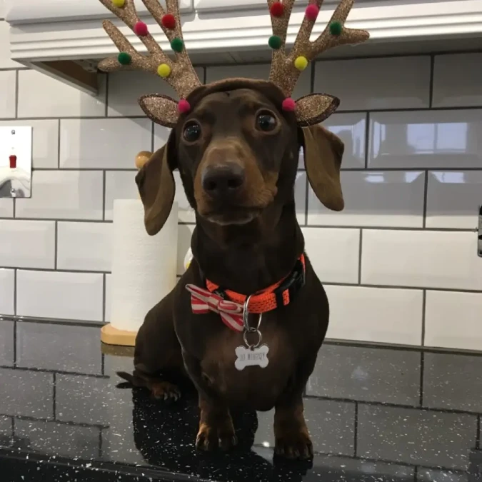 Sparkly Antlers And Striped Collars For Kitchen Counters
