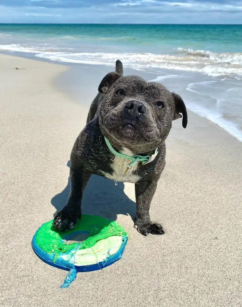 Staffy proudly posing with a well-loved beach toy