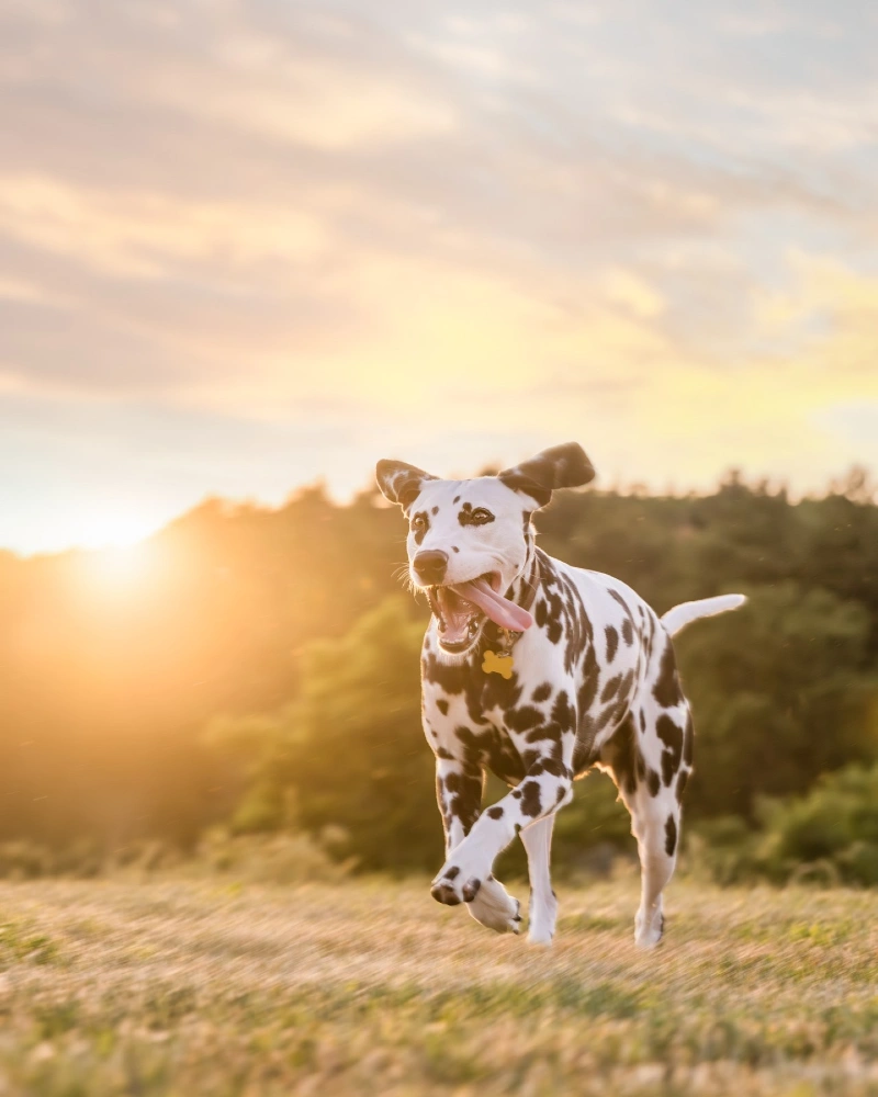 Sunset Action Shot with Yellow ID Tag on a Running Dalmatian