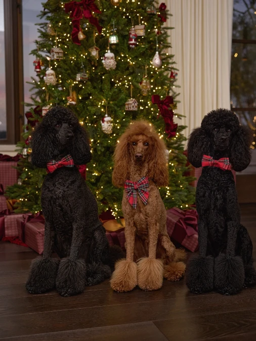 Symmetrical Formal Poodle Grouping