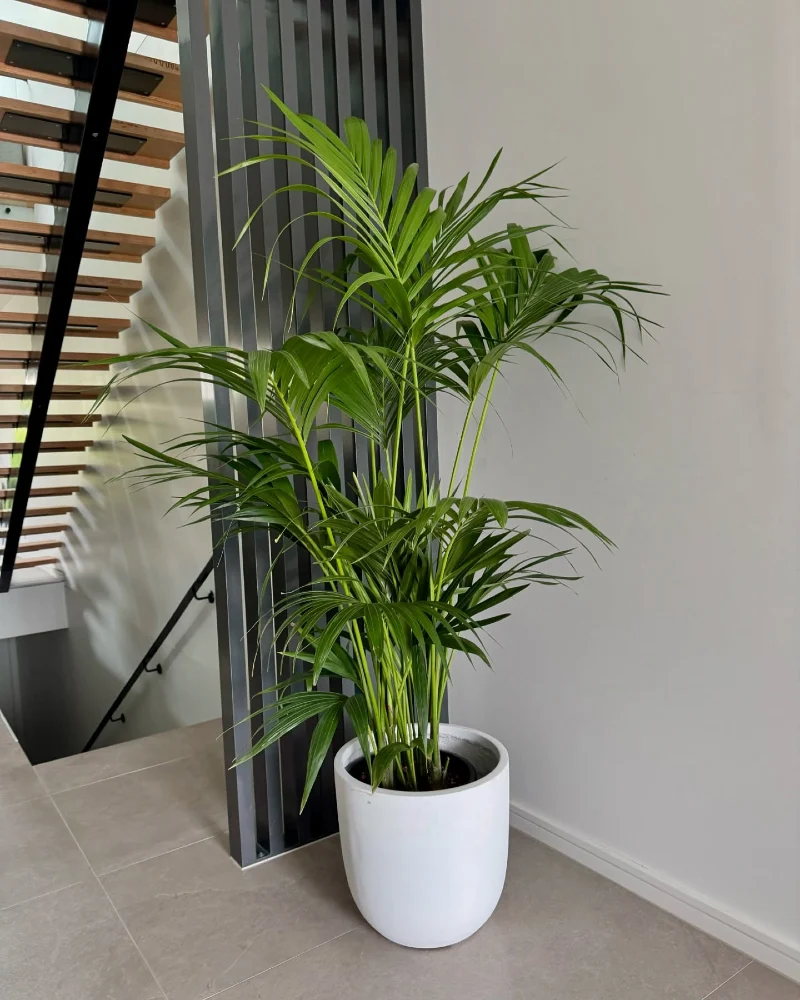 Tall Kentia Palm in a Matte White Ceramic Pot by a Modern Slatted Divider