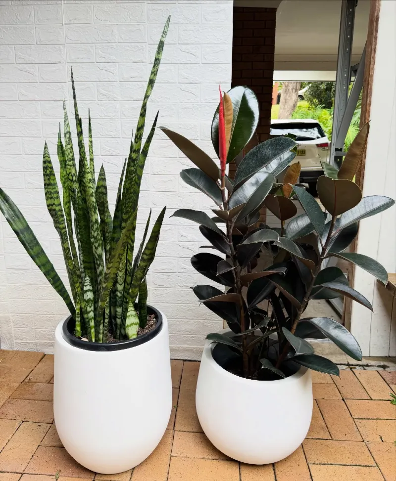 Tall Variegated Snake Plant and Dark Rubber Tree in Matching White Egg-Shaped Planters
