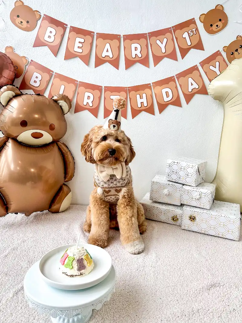 Teddy Bear Themed Portrait with Knit Sweater and Geometric Gift Wrap