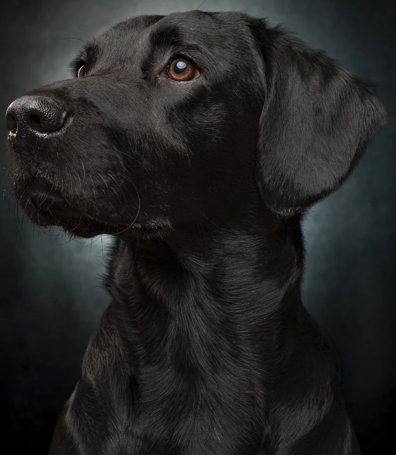 Thoughtful Profile of a Black Labrador Against a Smoke-Grey Backdrop