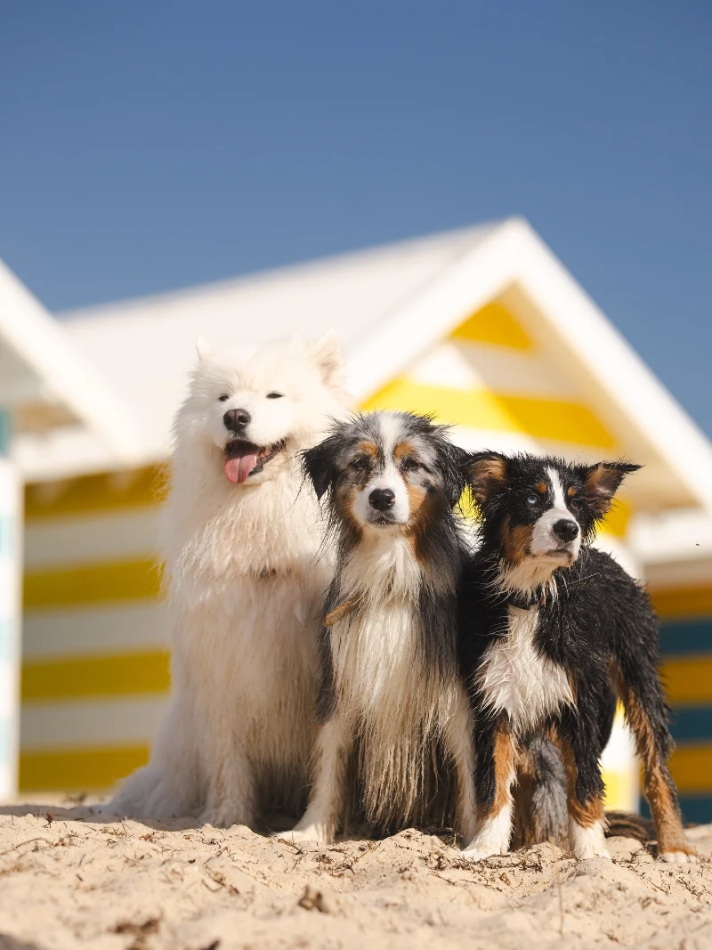 Three dog friends posing in front of bright yellow beach huts