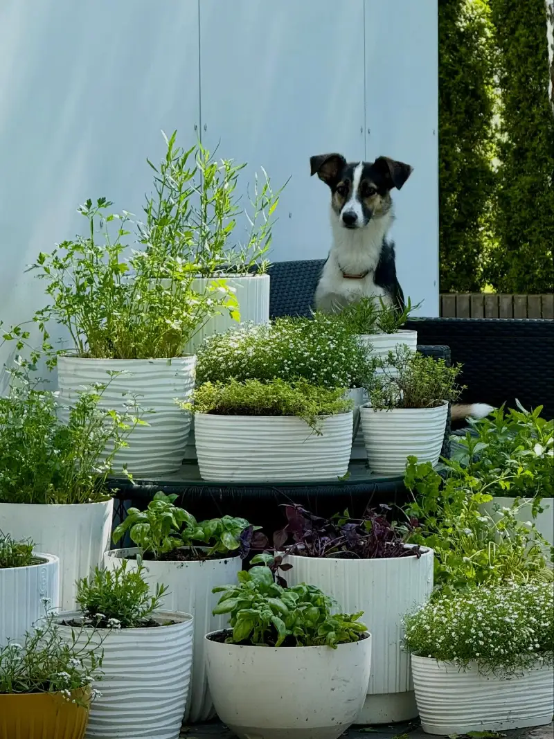 Tiered White Ceramic Containers with Fragrant Non-Toxic Kitchen Herbs