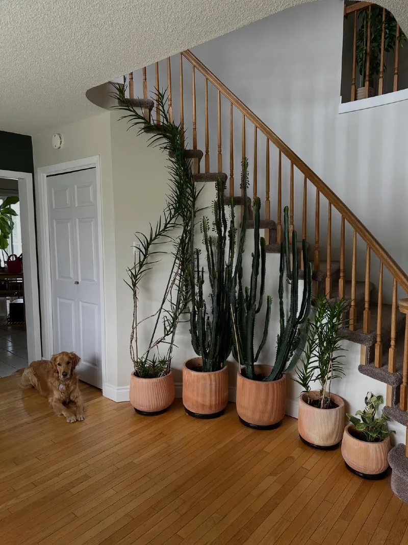 Towering Euphorbia Cacti and Climbing Greenery in Ribbed Terracotta Pots under a Wooden Staircase