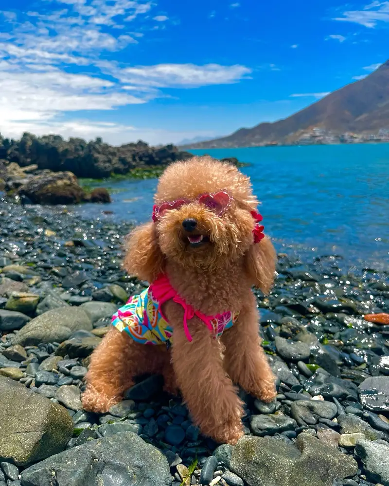 Toy poodle styled in vibrant summer resort wear