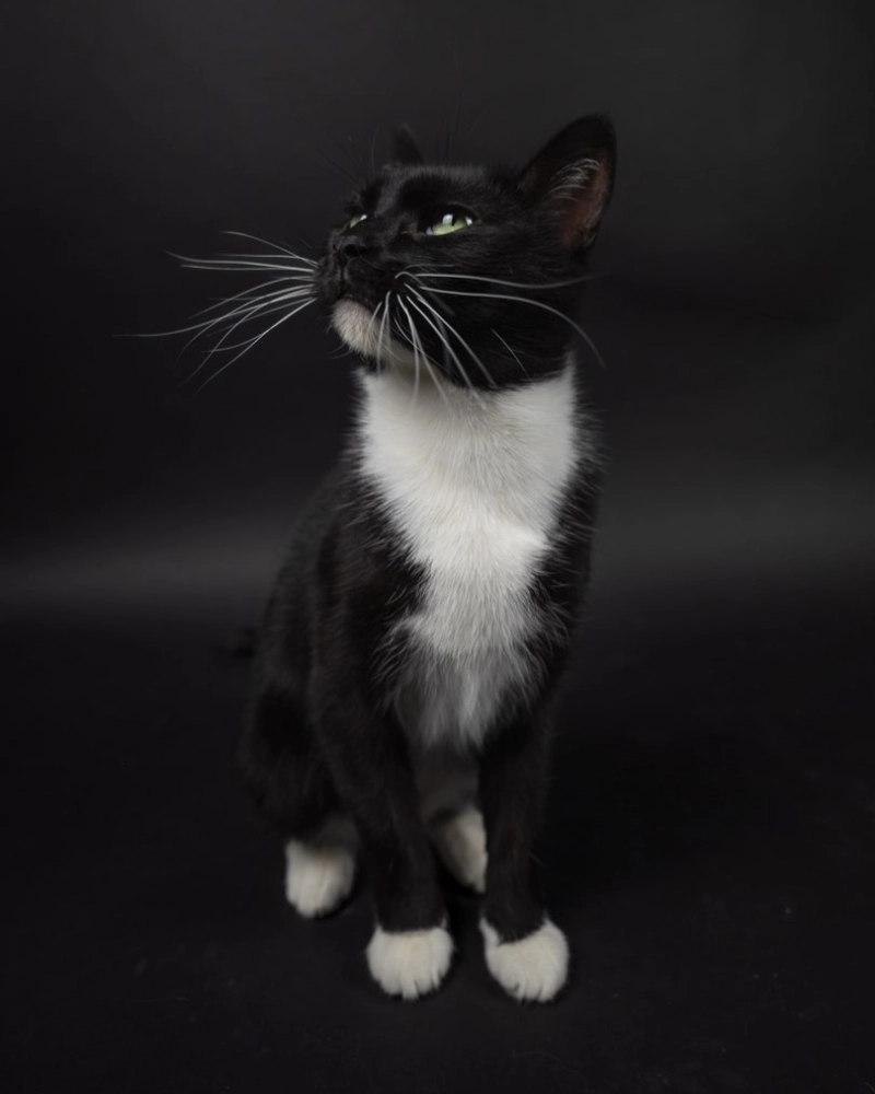 Tuxedo Cat in Classic Studio Profile