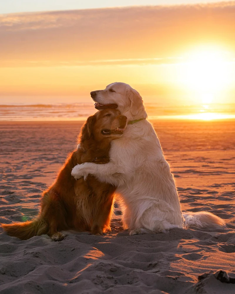 Two Golden Retrievers Sharing a Sunset hug on the beach