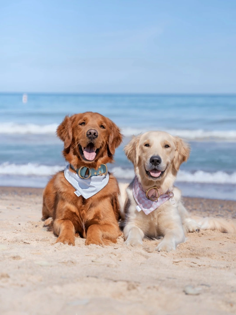 Two golden retrievers in matching pastel bandanas