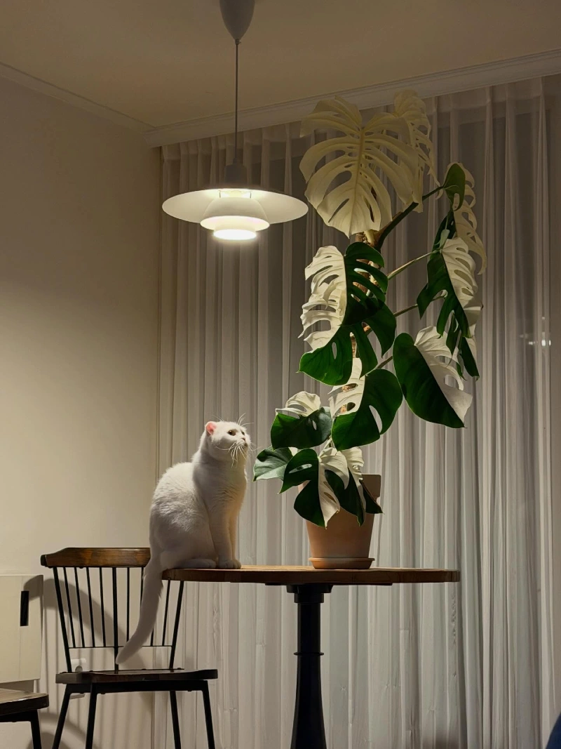 Variegated Monstera Albo on a Wooden Pedestal Table with a Fluffy White Cat