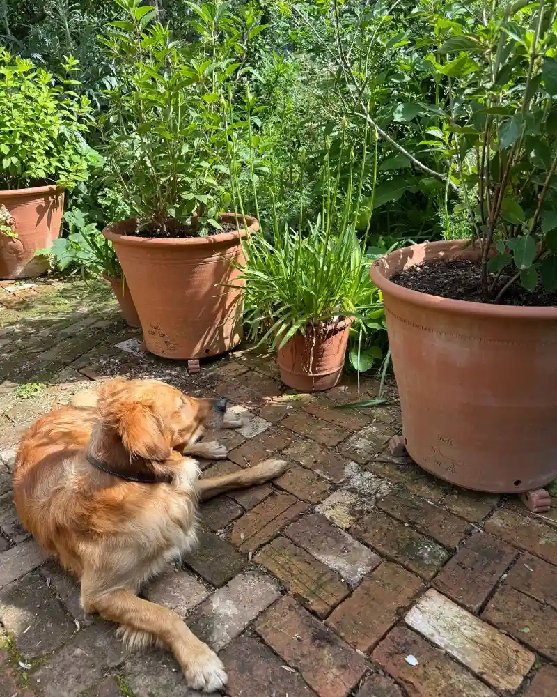 Weathered Brick Patio with Large Terracotta Planters on Risers