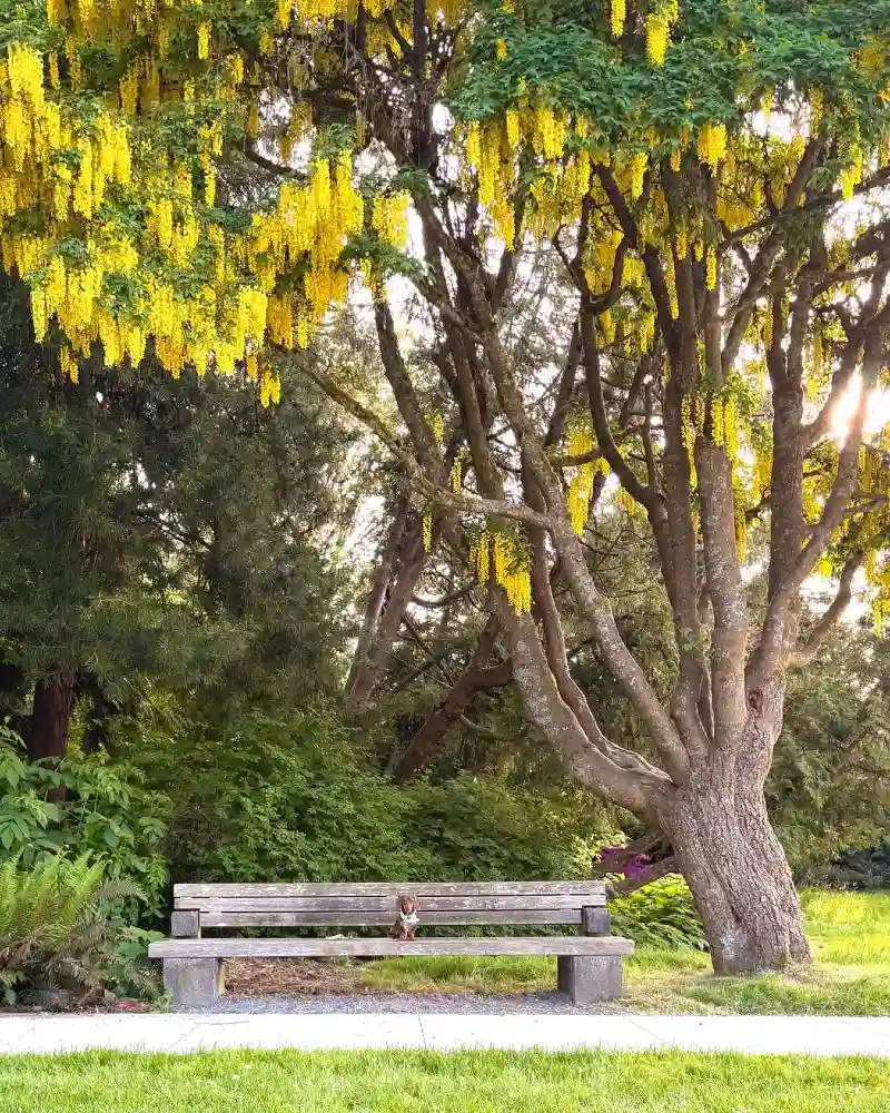 Weathered Timber Bench Beneath Blooming Golden Chain Trees and Textured Ferns