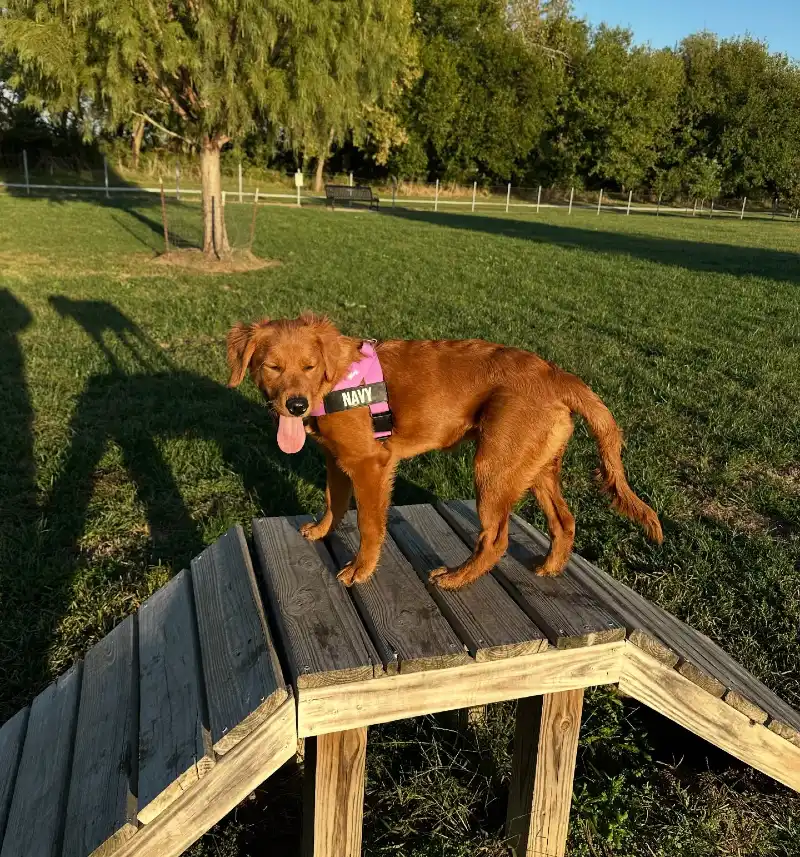 Weathered Timber Dog Ramp with Elevated Pause Table