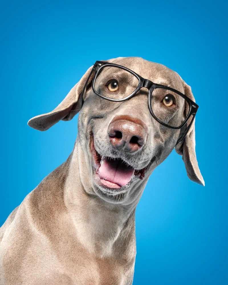 Weimaraner Wearing Oversized Glasses Against a Bright Blue Backdrop