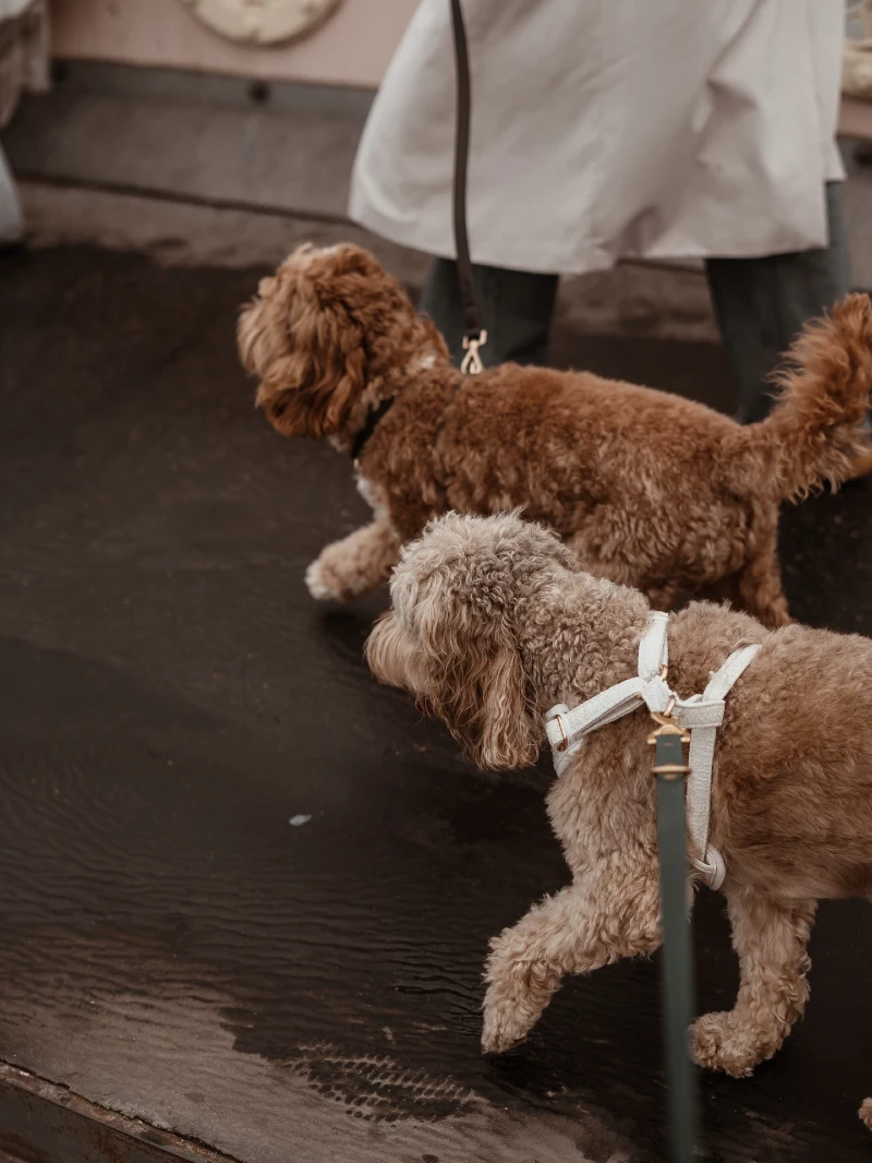 White Fabric Harness and Olive Leash Duo on Walking Cockapoos